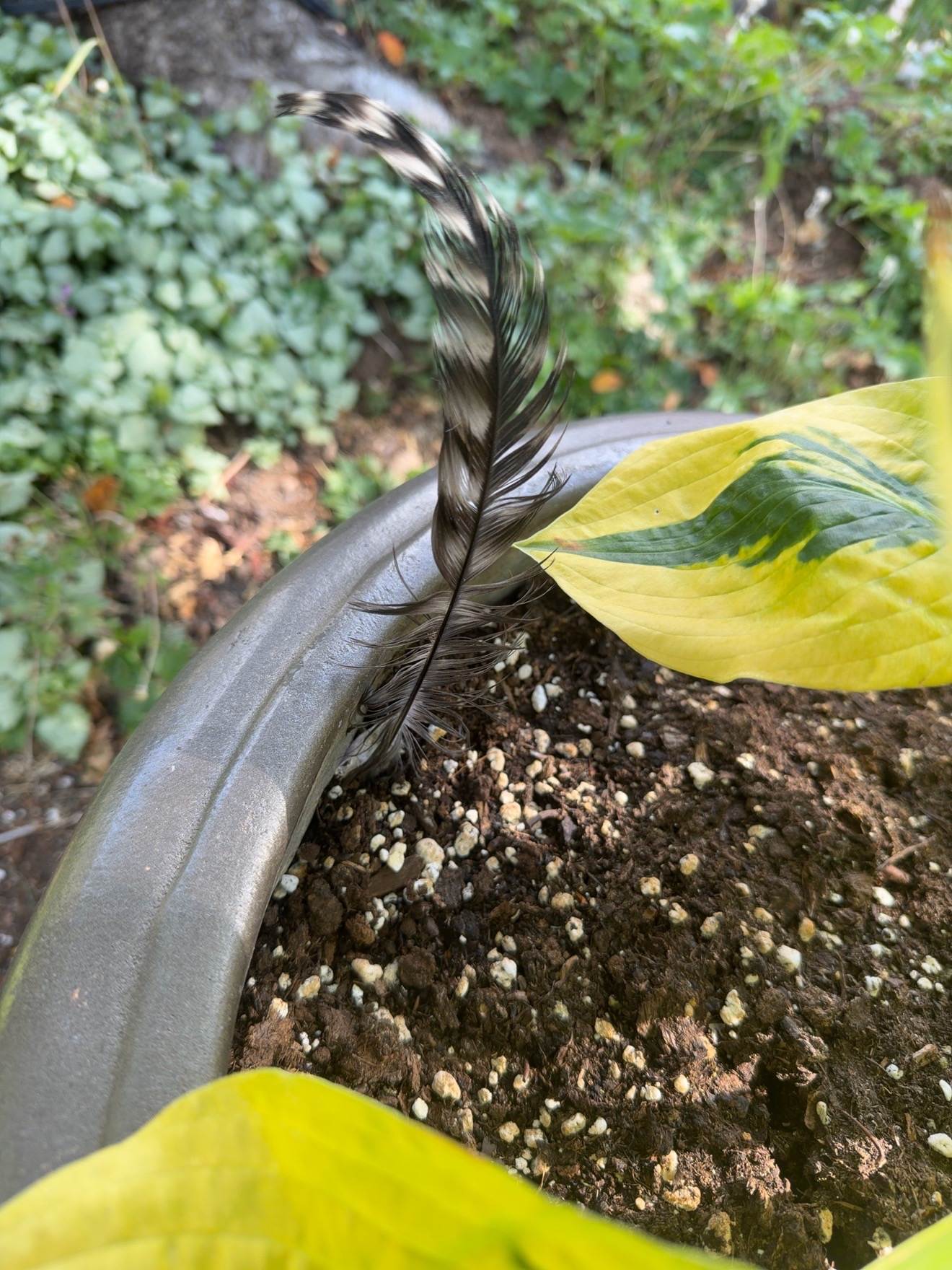 Feather field note